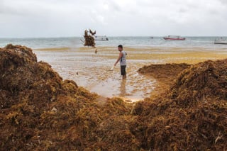 AMLO anunció que apoyará en el combate contra el sargazo, un alga que está cubriendo las playas del Caribe mexicano. (EFE)