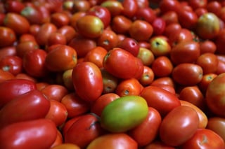  La Confederación Nacional de Productores Rurales (CNPR) estimó daños de 350 millones de dólares por el impuesto de 17.5% a los exportadores de tomates. (ARCHIVO)