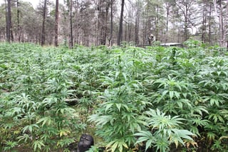 El gobernador, a favor de la marihuana pero solo en temas medicinales. Mejor producir materia prima que importarla, dice. (EL SIGLO DE TORREÓN)
