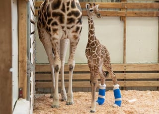 Unos zapatos terapéuticos para ayudarle a la jirafa a caminar mejor. (INTERNET)