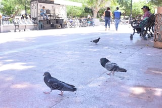 Llaman autoridades a reportar zonas de concentración excesiva de palomas, además de no alimentarlas de forma constante, pues se favorece su proliferación descontrolada.