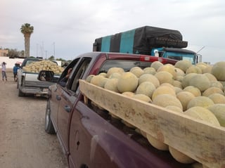 Respaldo en infraestructura para la comercialización de su cosecha es la demanda de los productores de melón del municipio de Tlahualilo. (EL SIGLO DE TORREÓN)