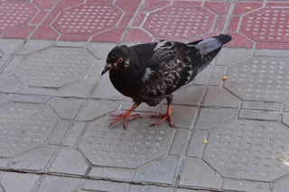 Un lector envió a esta redacción fotografías de palomas enfermas captadas en la Plaza de Armas de Gómez Palacio. (EL SIGLO DE TORREÓN)