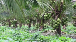 Perfeccionan la producción del coco a través de un método in vitro de propagación de plantas élite. (ESPECIAL)