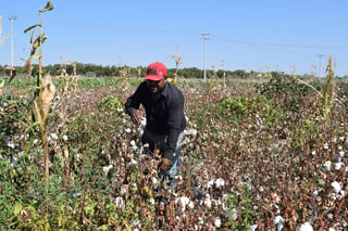 Desde ayer comenzaron a regarse las hectáreas de algodón, las cuales representan un 23 por ciento. (EL SIGLO DE TORREÓN)