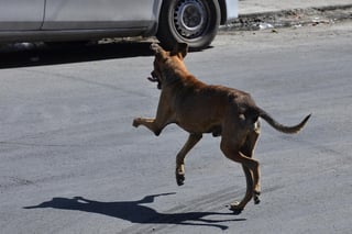 La Ley de Trato Digno a Animales en el estado de Coahuila dice que los municipios deben tener un registro de animales.