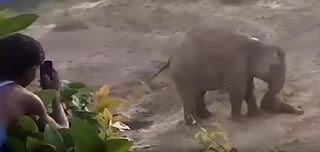 El video compartido en redes muestra al grupo de personas grabar a la elefante con su cría (INTERNET) 
