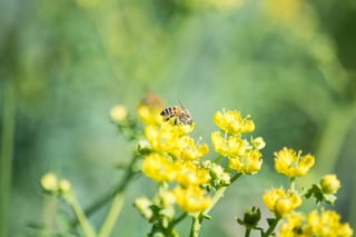 Casi dos mil especies de abejas se encuentran en grave riesgo de extinción en México, debido a la agricultura intensiva, el cambio climático y los plaguicidas. (ARCHIVO)