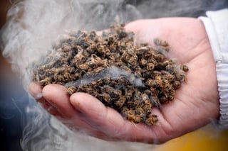 'Las abejas están bajo la gran amenaza de los efectos combinados del cambio climático, la agricultura intensiva, el uso de pesticidas, la pérdida de biodiversidad y la contaminación', indicó en un mensaje grabado por el Día Mundial de las Abejas, que se conmemora este lunes. (ARCHIVO)