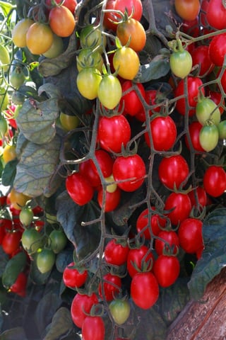 A través de una solicitud a una Corte en Estados Unidos, productores de tomate buscan frenar arancel del 17.5 %. (ARCHIVO)