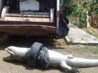 Un cocodrilo de más de dos metros de largo murió al quedar atrapado en una llanta en una laguna del norte de Veracruz. (TWITTER)