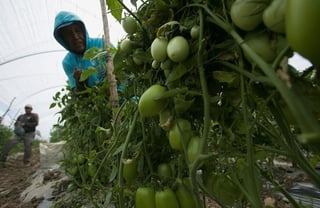 El gobierno de México manifestó su respaldo a los productores y exportadores de tomate que mantienen negociaciones con el Departamento de Comercio de Estados Unidos (DOC, por sus siglas en inglés), y confió en que se logre un buen acuerdo para ambas partes. (ARCHIVO)