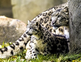 El leopardo de las nieves es una especie en peligro, según la Lista Roja de Unión Internacional para la Conservación de la Naturaleza. (ARCHIVO)