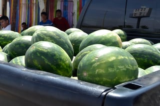En el municipio de Matamoros, el principal cultivo en los ejidos es el melón y la sandía. (EL SIGLO DE TORREÓN)