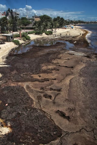 Se plantearon el financiamiento para limpieza playas, los accesos a las playas para sacar las macroalgas y los sitios de disposición final del residuo. (ARCHIVO)
