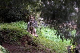 En la imagen, cría de lobo mexicano, especie que ese encuentra en peligro de extinción. (ARCHIVO)