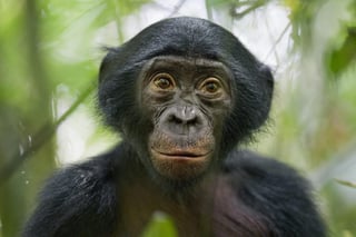 Señalan que los chimpancés 'superan' a los humanos en tareas 'sencillas' de memoria y que, además, los realizan 'con más facilidad y rapidez'. (ARCHIVO)