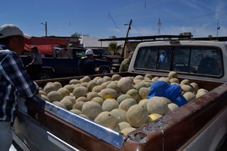 Meloneros se resisten a esquema de comercialización planteado por el Ayuntamiento de San Pedro. (EL SIGLO DE TORREÓN)