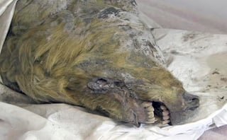 Los científicos rusos encontraron la cabeza de un lobo de la Era del Hielo, con todo y pelaje, preservada en el permafrost siberiano. (AP)