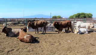 En la Asociación Ganadera la alcaldesa Yolanda Cantú Moncada, y el Secretario de Desarrollo Rural, José Luis Flores Méndez entregaron algunos de los animales a los productores pecuarios del municipio.
