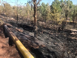 Parque. Se habla de aproximadamente 50 árboles quemados.