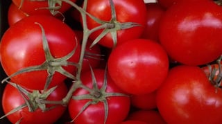 Los productores mexicanos de tomate se enfrentan a una nueva amenaza para hacer llegar su producto al otro lado de la frontera, toda vez que el gobierno de Estados Unidos pretende inspeccionar cien por ciento de la carga de la hortaliza roja. (TWITTER)