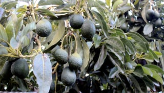 En Michoacán el Gobierno del Estado implementa operativos para evitar el robo de la fruta tan cotizada en Estados Unidos.