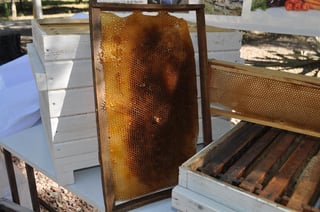 La apicultura es la actividad dedicada a la crianza de las abejas, consiste en la preservación de su ambiente para aprovechar sus productos.