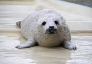 Las focas grises son capaces de imitar los sonidos de palabras y de canciones sencillas. (ARCHIVO)