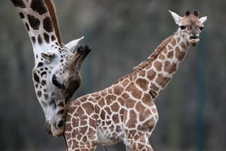 A pesar de que las jirafas se encuentran protegidas en muchos de sus hábitats, las estadísticas muestran que la población de esta especie continúa disminuyendo. (ARCHIVO)
