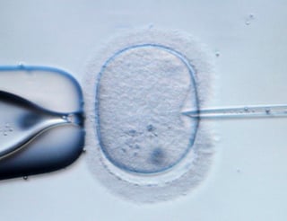El estudio comprobó que los resultados reproductivos de los óvulos congelados mediante la técnica de vitrificación son equiparables a los logrados con óvulos frescos. (ARCHIVO)