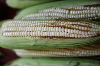 De acuerdo con expertos, el cambio climático está afectando la producción de maíz, la cual podría reducirse entre un 12 y 27 por ciento en México para el año 2050. (ARCHIVO)