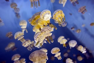 Los ataques de medusas provocan más muertes al año que los de los tiburones, rayas y serpientes de mar juntos. (ARCHIVO)