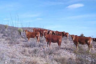En el estado, los agostaderos para el ganado están secos. (EL SIGLO DE TORREÓN)