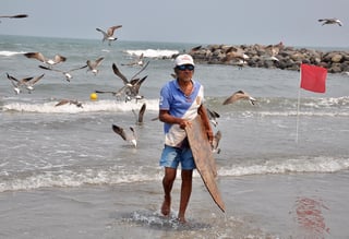 Autoridades municipales informaron la llegada de sargazo verde a las playas de Boca del Río, Veracruz, donde se retiran diariamente hasta dos toneladas de esa alga marina. (ARCHIVO)