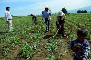 La Secretaría de Gobernación (Segob) emitió una declaratoria de desastre natural para los sectores agrícola, pecuario y acuícola de 45 municipios de San Luis Potosí, debido a la sequía ocurrida de enero a mayo de 2019. (ARCHIVO)