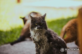 La Secretaría de Hacienda y Crédito Público (SHCP) informó este mediodía de la muerte de 'Gandalla', uno de los gatos que habitan el Jardín de la Emperatriz, en Palacio Nacional. (TWITTER)