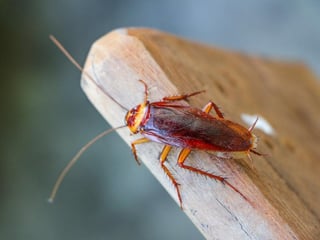 Los científicos advierten que llegará el punto en que insecticidas ya no maten a las cucarachas. (INTERNET)
