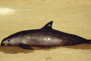 El área en el Golfo de California es el único hábitat de la vaquita marina, especie en estado crítico de extinción con sólo 10 ejemplares al día de hoy, a pesar de las medidas tomadas por el gobierno mexicano para proteger la especie amenazada. (ARCHIVO)