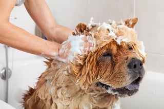 Los perros de cabello largo y grueso requieren de cuidados especiales cuando se trata de vivir en un clima árido y seco. (ARCHIVO)