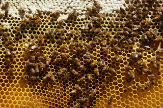 La miel es un alimento que producen las abejas a partir del néctar de las flores, es de consistencia viscosa y sabor dulce.(ARCHIVO)
