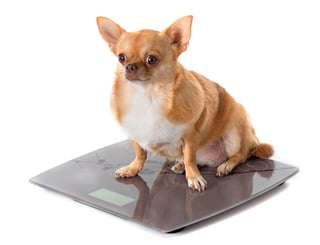 
La obesidad en los canes es un padecimiento que se vuelve cada vez más común con la posibilidad de volverse crónica. (ARCHIVO)