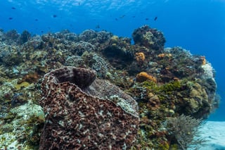 El Síndrome blanco, que ya ha acabado con un tercio de la barrera de corales del norte del estado mexicano de Quintana Roo, se propaga ahora por Belice y Yucatán, amenazando el segundo sistema de arrecifes más importante del mundo, alertan expertos. (ARCHIVO)