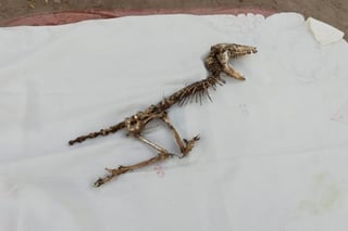 Esqueleto podría de ser un perro, dice José Luis Estrada, biólogo que encontró molar de un Mamut. (EL SIGLO DE TORREÓN)