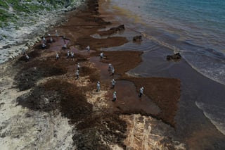 La Secretaría de Marina (Semar) recolectó 38 mil 892 toneladas de sargazo en las principales playas del Caribe mexicano, de mayo a la primera quincena de julio, con la ayuda de 7 mil 917 personas. (NOTIMEX)