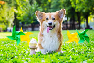 El 21 de julio es el día internacional del perro. (ARCHIVO)