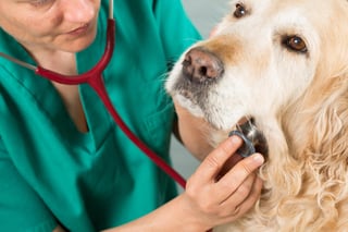 Es importante acudir a tu médico veterinario en caso de sospechas de osteoartritis. (ARCHIVO)