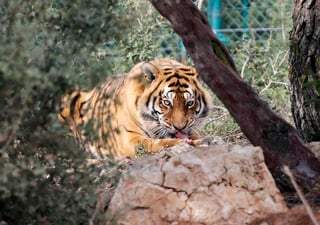 El tigre, que puede llegar hasta los 20 años de vida en la naturaleza, figura entre las especies de animales en peligro de extinción. (ARCHIVO)