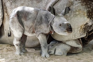 'Victoria' recibió la inseminación artificial con semen congelado de un rinoceronte el 22 de marzo de 2018, luego de la ovulación inducida por hormonas. (ARCHIVO)