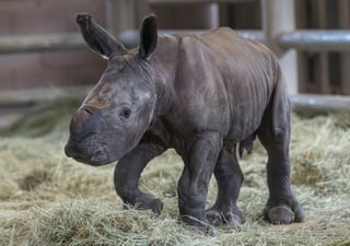 La madre de la cría de rinoceronte blanco del sur lleva el nombre de Victoria. (ESPECIAL)